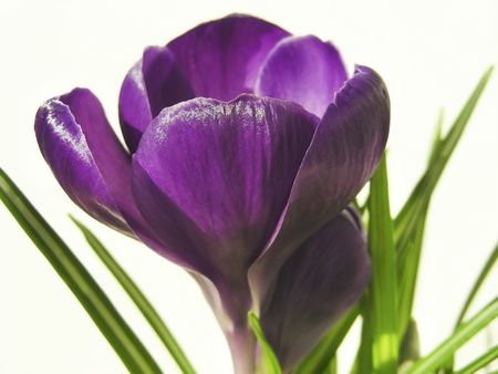 Pretty deep purple petals on a crocus flower.の写真素材