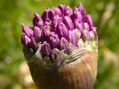 Closeup of a giant alium flower, just beginning to bloom.の写真素材