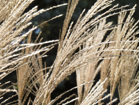 Pretty fluttering and feathery blades of ornamental grass.    