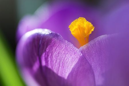 A dreamy looking purple crocus flower, with limited focus on the stamen.の写真素材