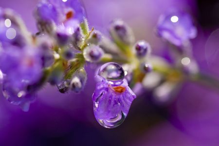 A stalk of English lavender with rain drops falling off it.の写真素材