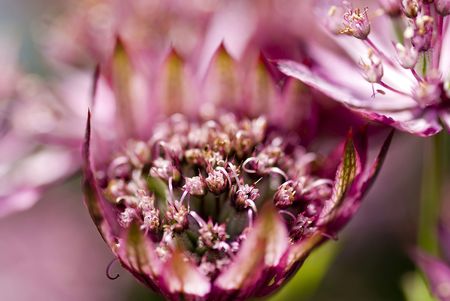 A pink fog crowds out the foreground plants in this shot.の写真素材