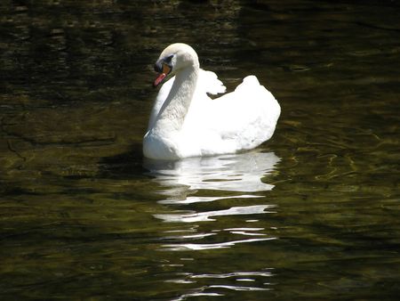 A pretty white swan floating down a shallow river.                               の写真素材