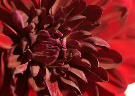 Closeup of the center of a pretty red dahlia.の写真素材