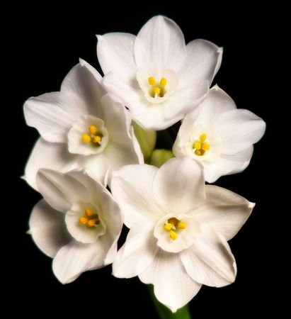  A pretty branch full of delicate paperwhite flowers の写真素材