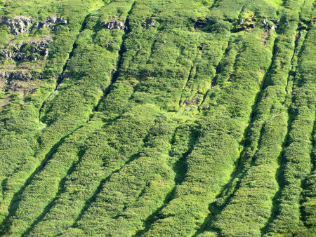 Soft, cushiony grass on a fjord hillside near Flateyri, north western Iceland 