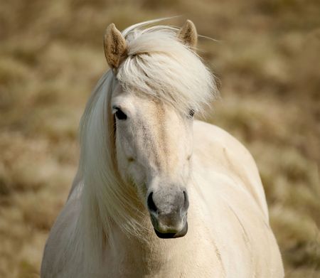 A very pretty white Icelandic pony posing for the camera.の写真素材