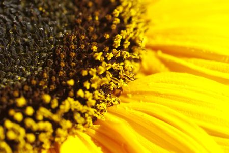 Lovely, bright and sunny - the edge of a yellow sunflower.の写真素材