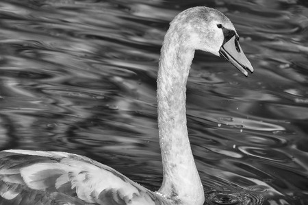 A juvenile swan floating serenely along a river in southern Germany                              の写真素材