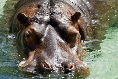 Great way to cool off on a hot summer day at the zoo  Hippo taking it easy の写真素材