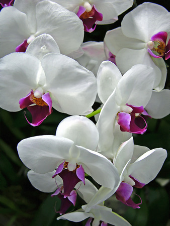 Lovely spray of white and purple orchids の写真素材