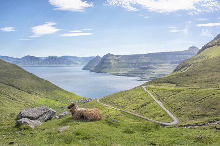 In the central highlands of Eysturoy looking down towards the village of Funnigur and out over the North Atlantic to the island of Kalsoy. Local resident keeping watch over the road.の写真素材