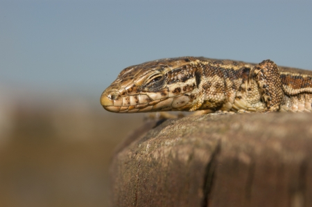 European wall lizard (Podarcis muralis) sunning