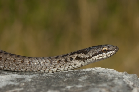 European smooth snake  Coronella austriaca  in a threatening