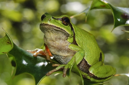 European tree frog  Hyla arborea  on a branch of hollyの写真素材