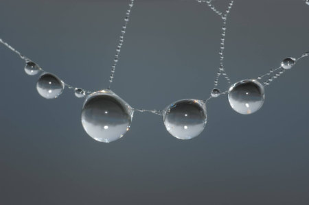 Water drops on a spider webの写真素材