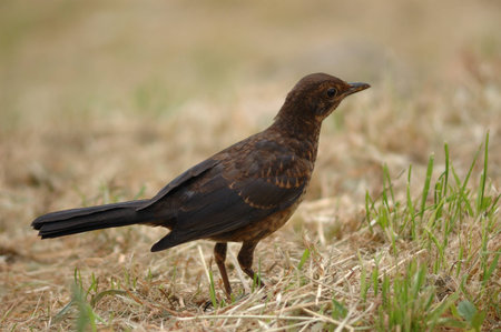 young blackbird  Turdus merula  perched on a meadowの写真素材