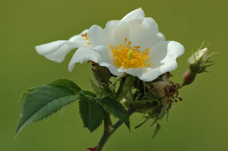 Wild rose  Rosa canina  on green backgroundの写真素材
