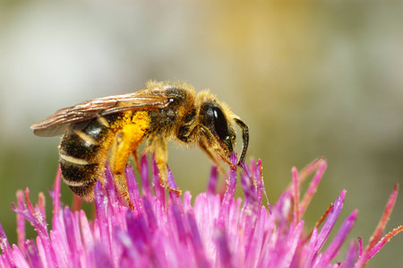 bee sucking nectar on a pink wildflowerの写真素材