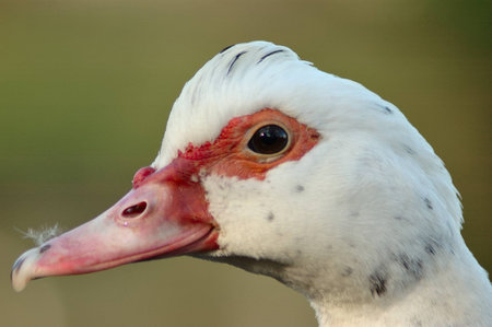 portrait of a duck on a green backgroundの写真素材