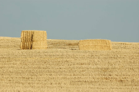 straw bales in a field of grain dry