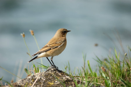 wheatear (Oenanthe oenanthe) wintering in the marshの写真素材