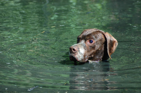 dog bathing and playing in the waterの写真素材