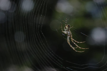 detail of a garden spider in its web