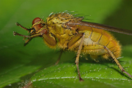 macro of a fly perched on a green leafの写真素材