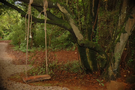 swing made   of rope and a board hanging from a treeの写真素材