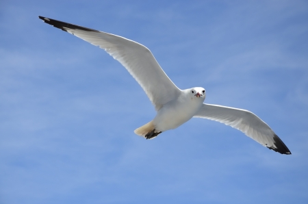 White dove in flight on blue skyの写真素材