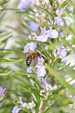 A bee extracting pollen on flowers in springの写真素材