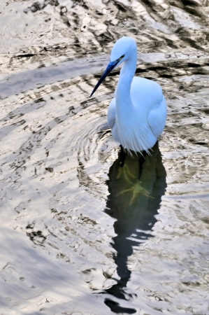 Image of a heron in a pondの写真素材