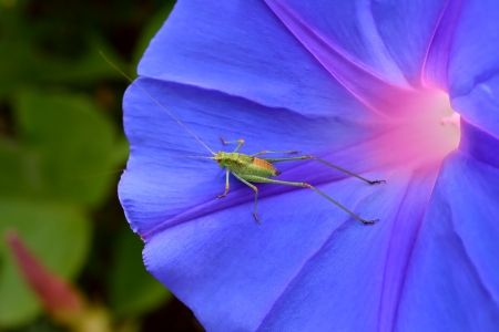 A grasshopper posing over a violet flowerの写真素材
