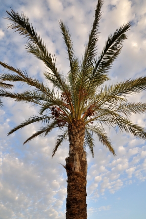 The splendor of a palm tree with blue background and cloudsの写真素材