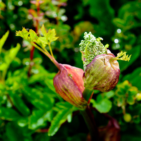 yushan national park plantの写真素材
