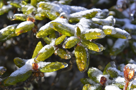 The plant of Yushan National Parkの写真素材