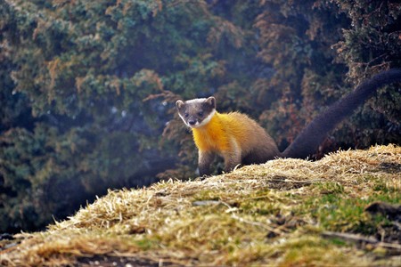 Formosan Yellow-throated Martenの写真素材