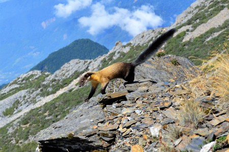 Taiwan wildlife conservation Formosan Yellow throated Marten.の写真素材