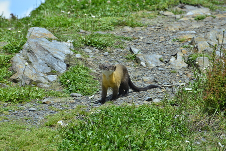 Taiwan wildlife conservation Formosan Yellow throated Marten.の写真素材