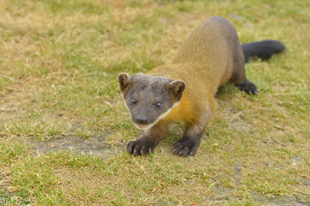Taiwan wildlife conservation Formosan Yellow throated Marten.の写真素材