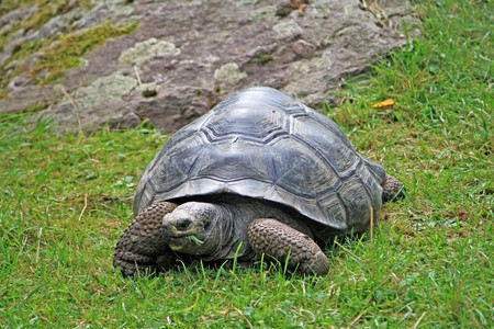 giant land turtle grazingの写真素材