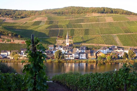 village surrounded by rows of grapes in evening sun の写真素材