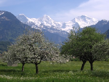 blossoming trees in a valley  with high snow high capped mountains in the backgoundの写真素材