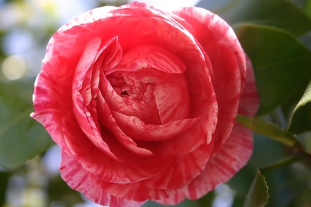 marbeled red rose close-up の写真素材