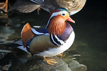 male Mandarin duck sits in a pond seen from the side の写真素材