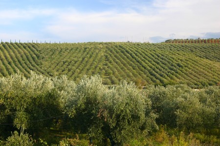 neat rows of grapes in criss cross pattern with olive trees in the frontの写真素材
