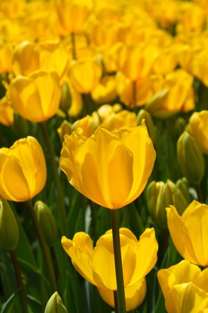 close-up of yellow tulip blossoms  in sunshineの写真素材