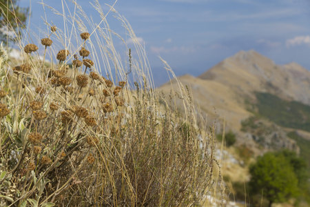 patch of dried grass and flowers on a sharp arid, bleak, mountain ridge in Montenegro