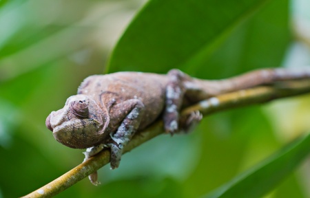 Brown Panther chameleon Furcifer pardalis crouches on branchの写真素材